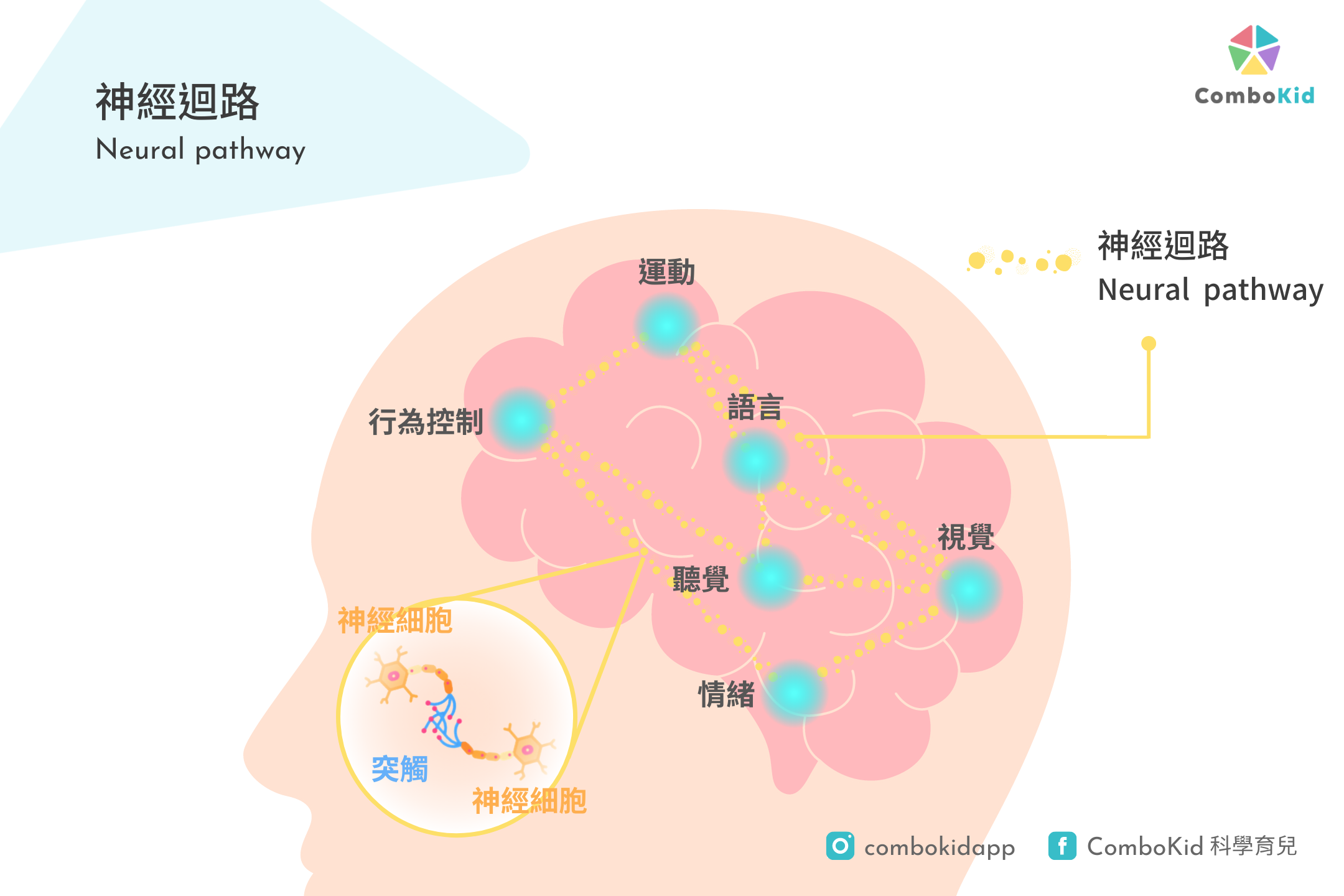 neural_pathway