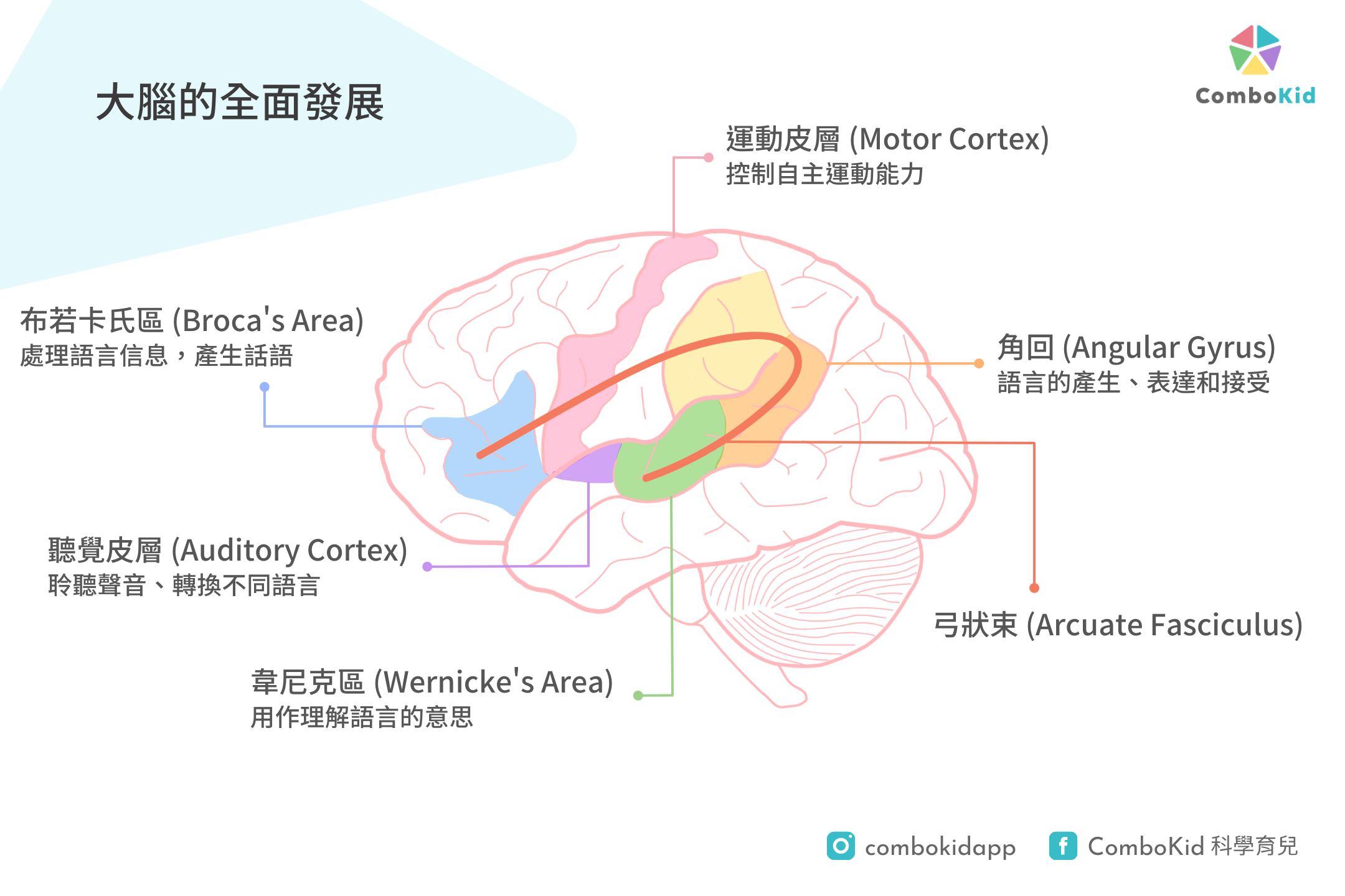 Brain-architecture